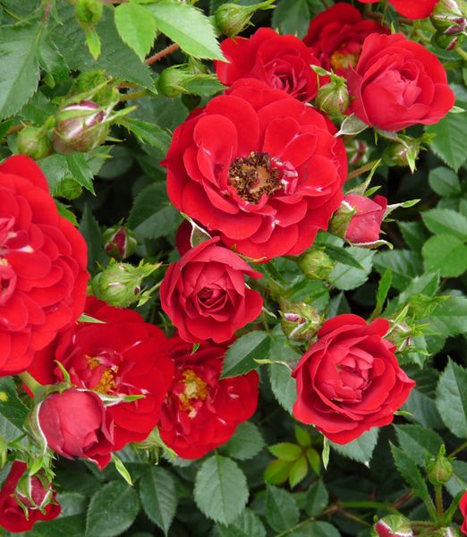 Rosa ‘Rote The Fairy’